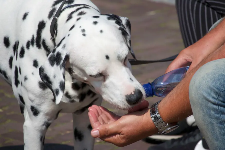 Toscana, Asl: come proteggere gli animali dal caldo