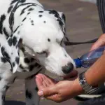 Toscana, Asl: come proteggere gli animali dal caldo