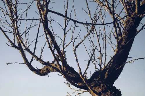 Prato, 1.043 nuovi alberi monitorati: non attecchito il 6%