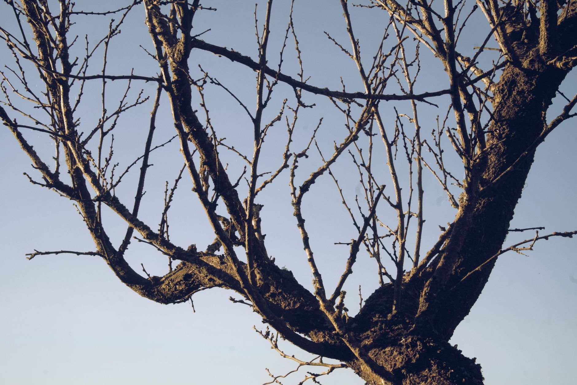 Prato, 1.043 nuovi alberi monitorati: non attecchito il 6%