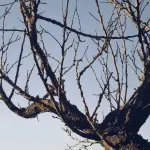 Prato, 1.043 nuovi alberi monitorati: non attecchito il 6%
