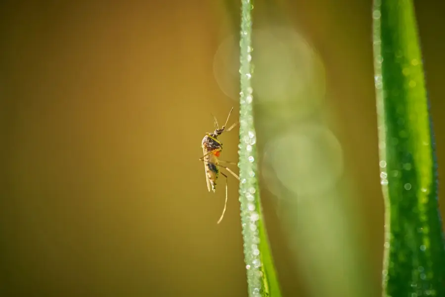 Prato, disinfestazione anti-Dengue l’8 settembre in più zonePrato, disinfestazione anti-Dengue l’8 settembre in più zone