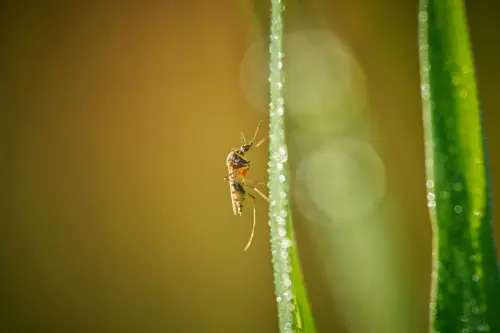 Prato, disinfestazione anti-Dengue l’8 settembre in più zonePrato, disinfestazione anti-Dengue l’8 settembre in più zone