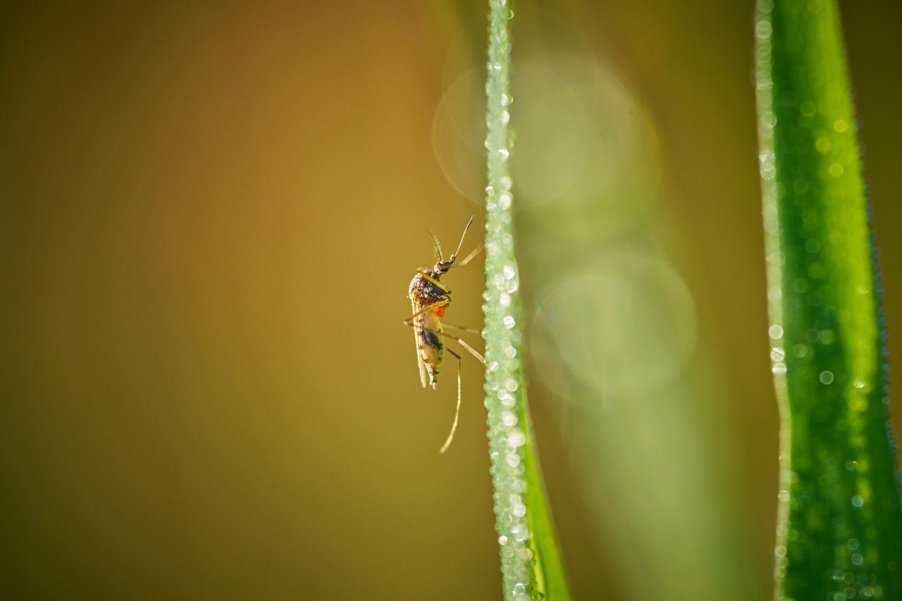 Prato, disinfestazione anti-Dengue l’8 settembre in più zonePrato, disinfestazione anti-Dengue l’8 settembre in più zone