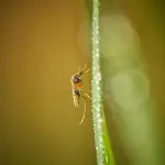 Prato, disinfestazione anti-Dengue l’8 settembre in più zonePrato, disinfestazione anti-Dengue l’8 settembre in più zone