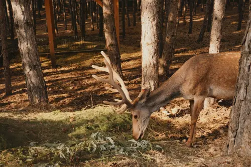 Schignano, cervo intrappolato in un giardino: salvato dalla Polizia Locale
