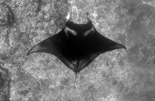 quali, mobule e tartarughe: gli avvistamenti nel mare toscano